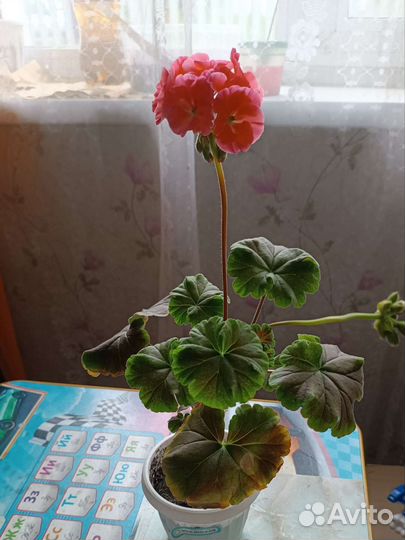 Пеларгония герань сортовая
