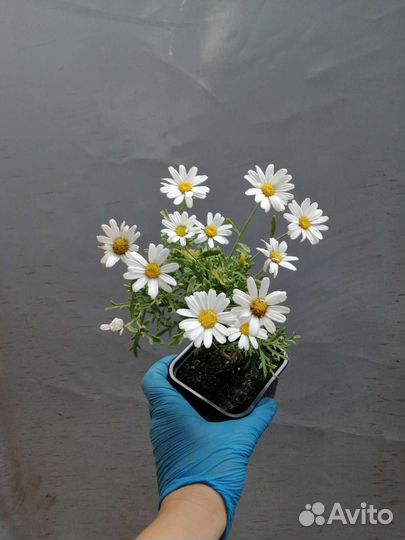 Аргирантемум саженцы, черенок