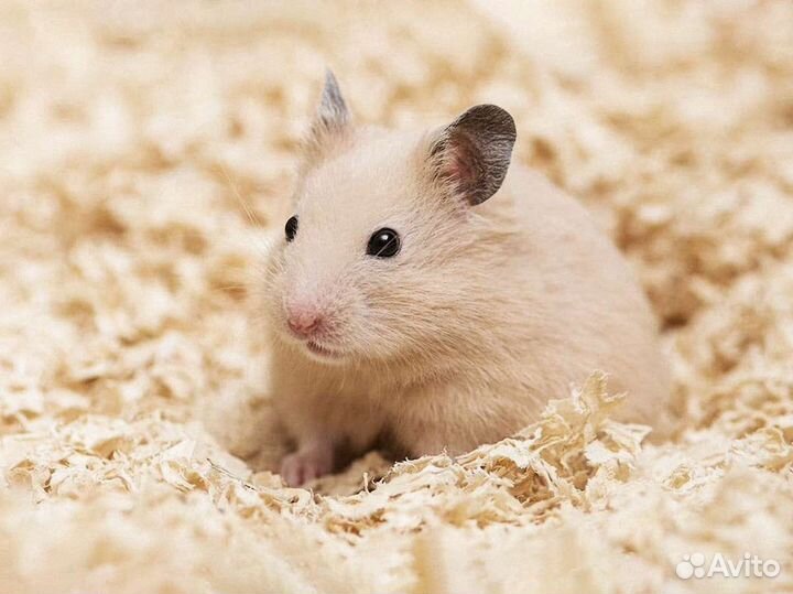 Сирийские хомяки малыши