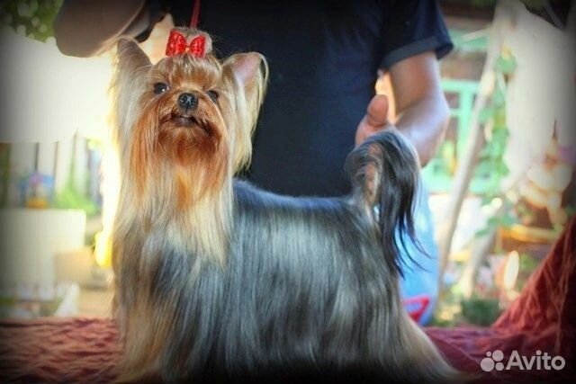 Грумер стрижка собак,стрижка шпицев выставочная