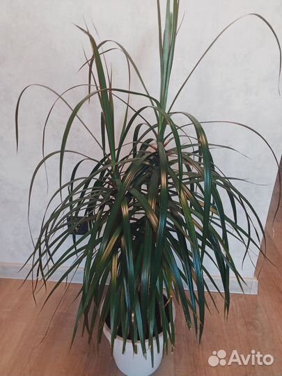 Пальма драцена