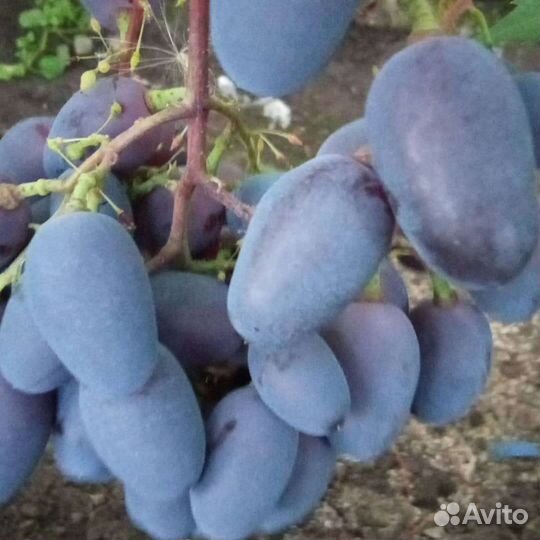 Саженцы винограда