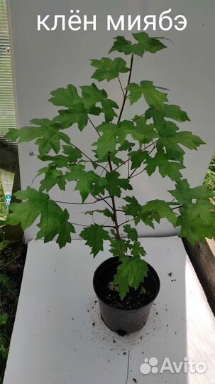 Саженцы клёнов редких видов