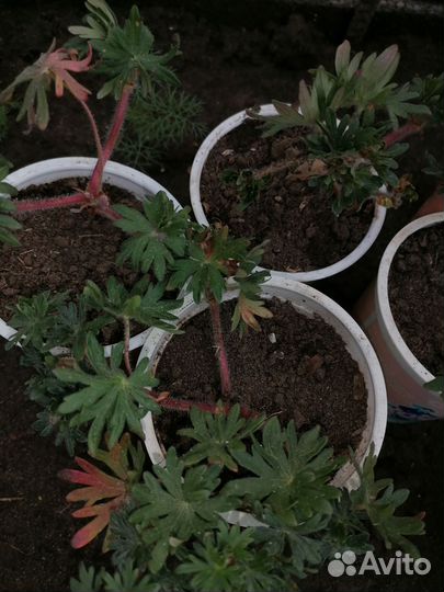 Герань садовая многолетняя