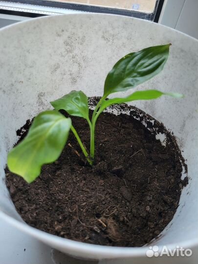 Цветок женское счастье