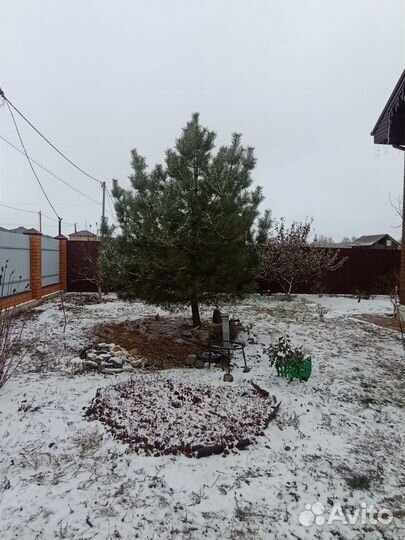 Сосна обыкновенная