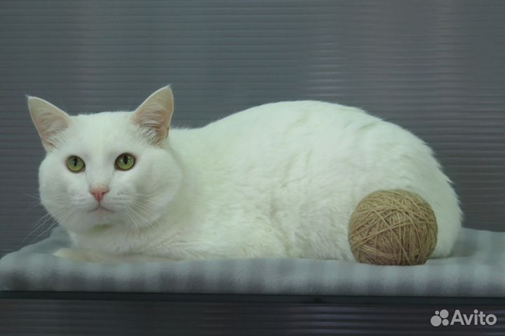 Зоогостиница (передержка) животных