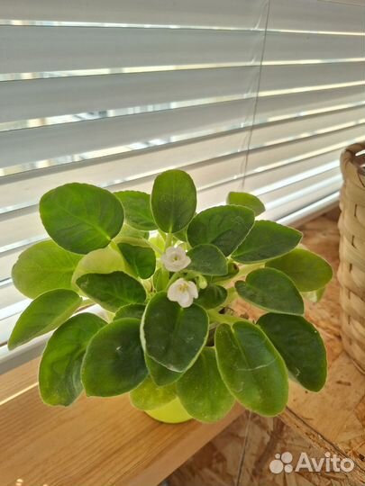 Фиалка белая