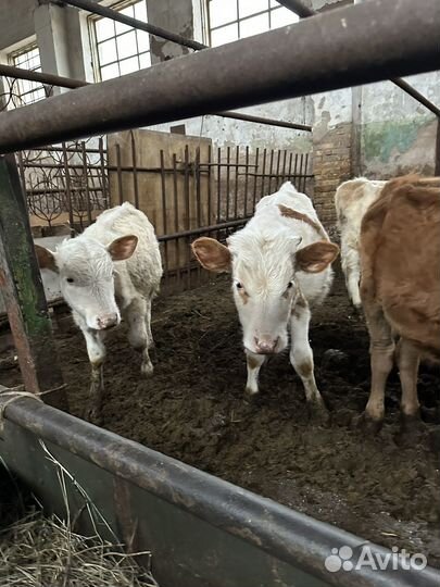 Бычки и телка