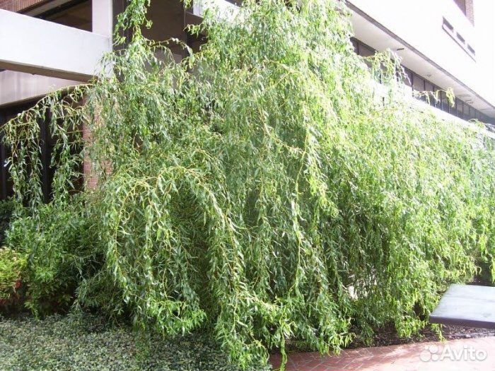 Ива извилистая Свердловская, форзиция Голден Таймс