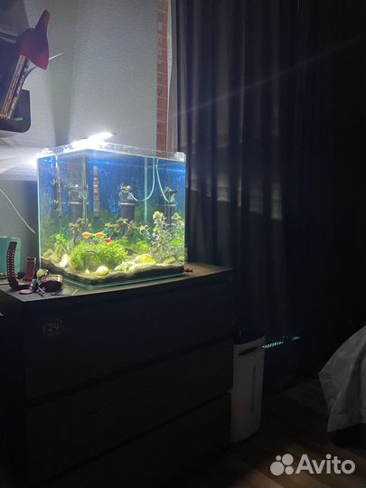 Продаётся аквариум 38х38х43 см, 60л с рыбками