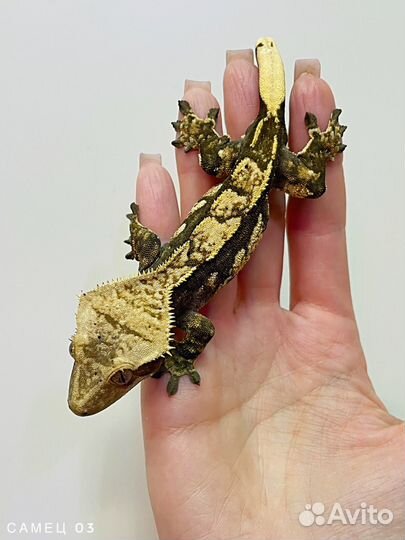 Бананед ресничатый