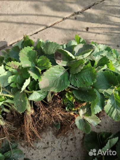 Рассада клубники