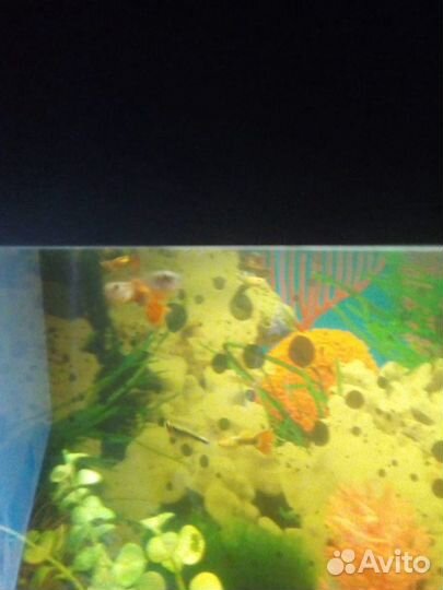 Аквариумные рыбки