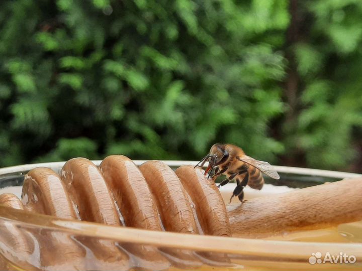 Свежий мед липы, акации, майский, разнотравие2023