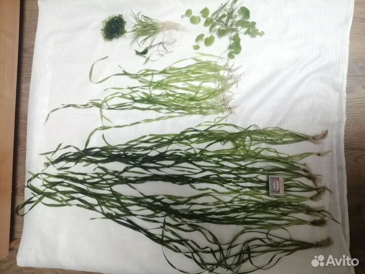 Аквариумные растения прополка