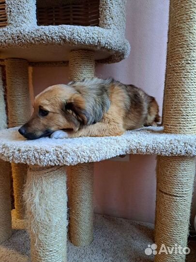 Маленькая собака