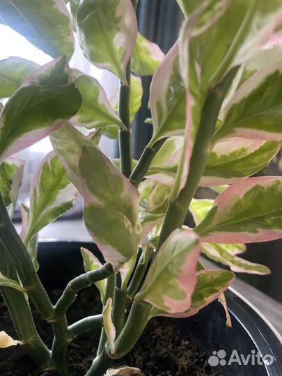 Пилилантус