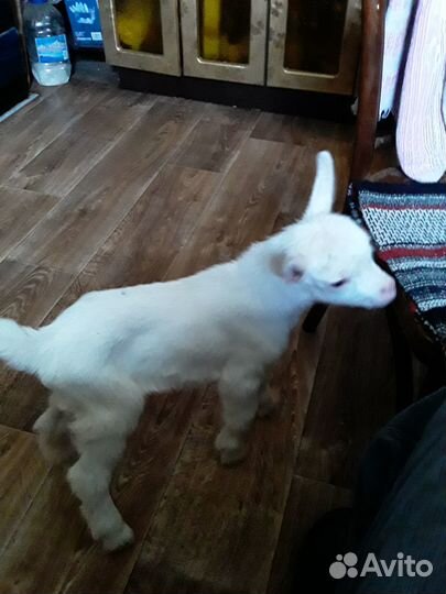 Козье молоко