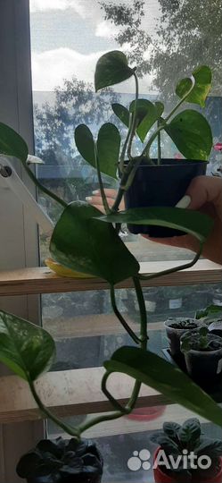 Сциндапсус