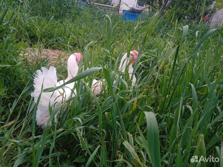 Куры несушки