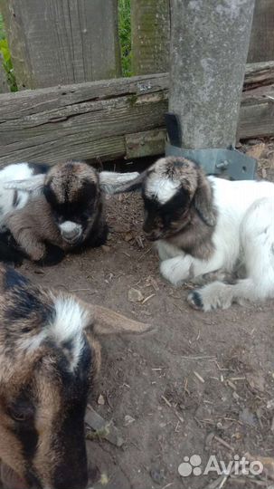 Камерунский козлик