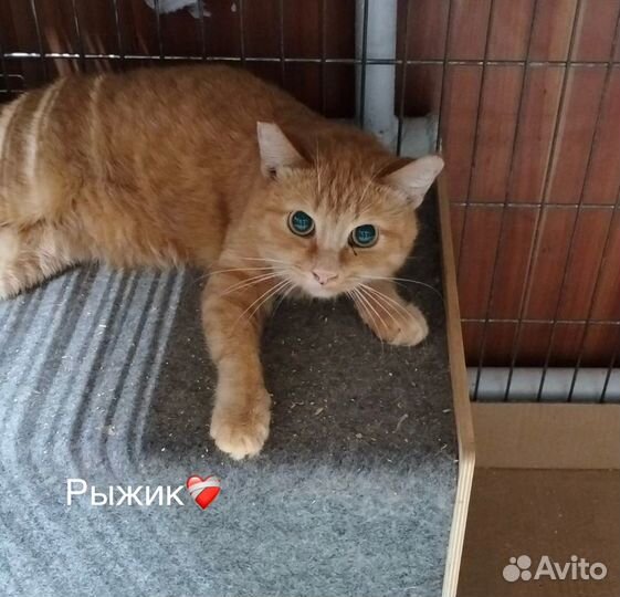 Котенок в добрые руки