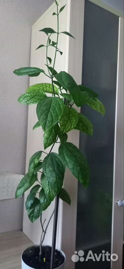 Клеродендрум томпсон