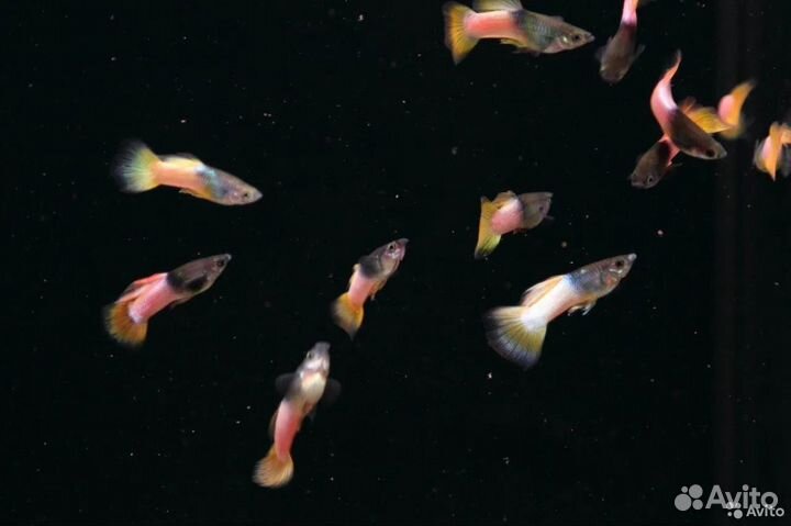 Гуппи московские собственного разведения
