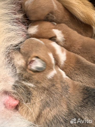 Вельш корги пемброк