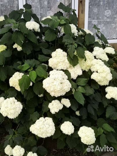 Астильба, гортензия, монарда, гвоздика перистая