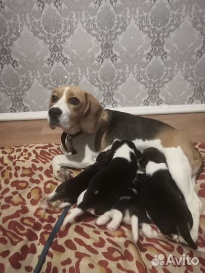 Щенки бигль