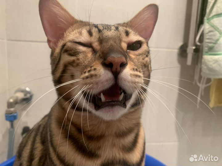 Бенгальский кот взрослый в наказание (не в дар)