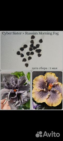 Семена сортовых гибискусов