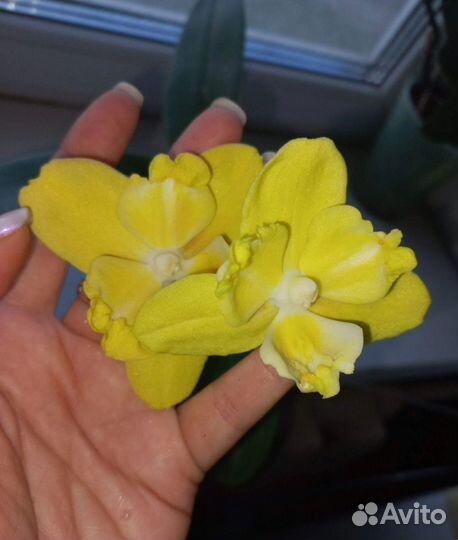 Орхидея фаленопсис биг лип бантик