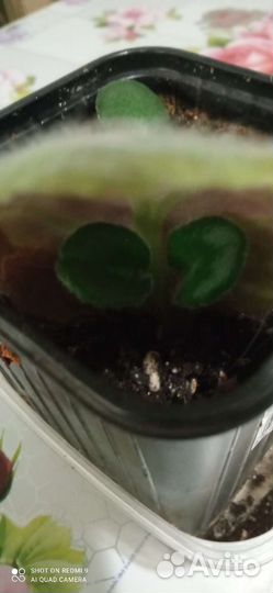 Фиалка, толстянка