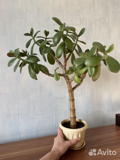 Толстянка (денежное дерево)