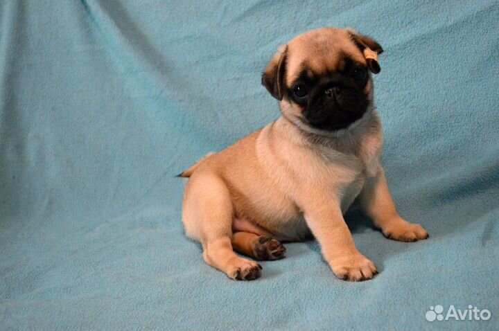 Щенок мопс,девочка