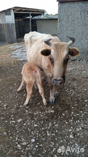 Корова дойная с теленком