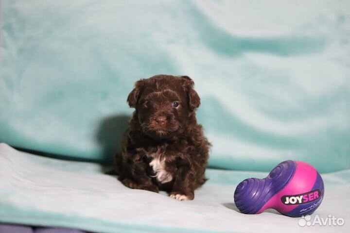 Щенки русской цветной болонки