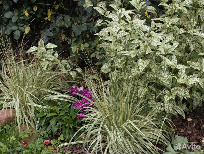 Садовые злаки осоки и мискантусы