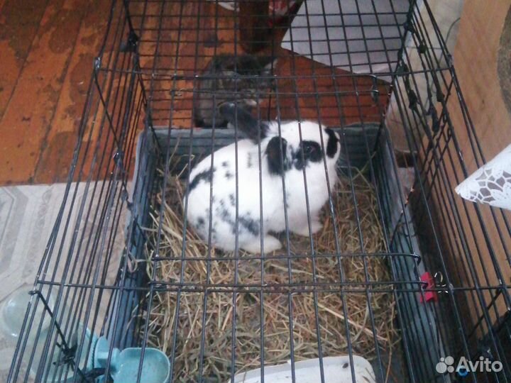 Декоративные кролики