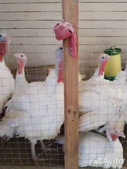 Индюки