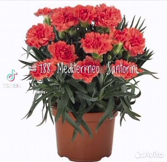 Гвоздика Вегетативная в Ассортименте