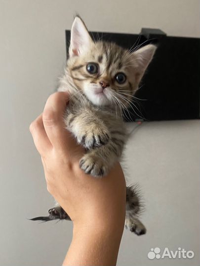 Шотландская кошечка