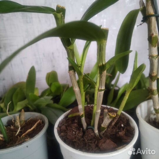 Орхидея дендробиум