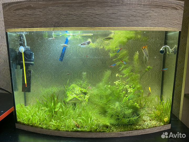 Аквариум 60л