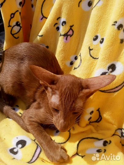 Ориентальные котята