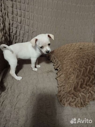 Той-терьер щенок