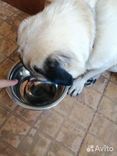 Миска для животных металлическая